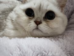 -安安宠医·臻爱宠物医院(簇锦北路分院)