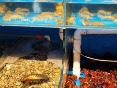 水产区-森龍邑·烧烤·海鲜·炒菜(闽江路店)
