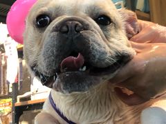 -PETKIT小佩宠物·低压洗护(国顺东路店)