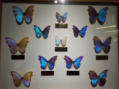 -上海昆虫博物馆