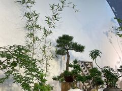 -自由生长植物工作室(深港花卉中心店)