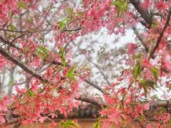 -古柏渡飞黄旅游区