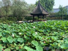 -上海醉白池公园