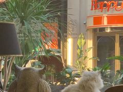 -more than meow吴止猫主题餐厅(承德 中船汇店)