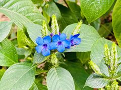 -中国科学院华南植物园