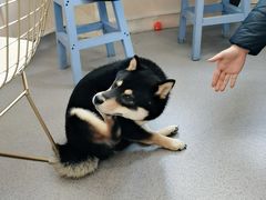 -喜柴咖啡·柴犬狗咖