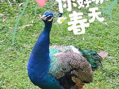 -昆明动物园