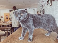 -平行世界·猫咖(首经贸店)
