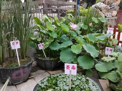 -荔湾湖公园