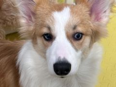 -有喵·猫咖·狗咖·30几只猫10只小狗(岗厦店)