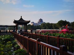 -莲花池公园