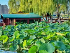 -济南大明湖景区