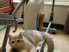 -lincat·猫舍(广州店)