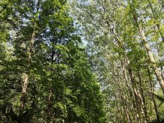 -合肥滨湖国家森林公园