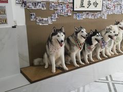 -星多哈·狗咖·拼豆·咖啡