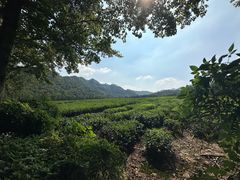 -中国茶叶博物馆(双峰馆区)