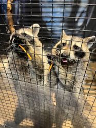 -酷嗒动物文化乐园(cutezoo西溪乐天城店)