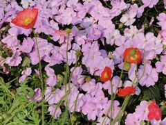 -人民公园(罗湖区)