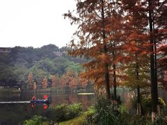 -重庆彩云湖湿地公园