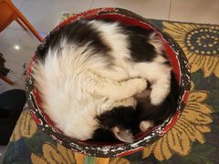 -平行世界·猫咖(首经贸店)