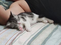 -东方名猫馆·英短金渐层布偶猫舍(环线广场1号楼店)