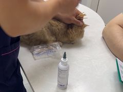 -中农国际动物医院24小时·猫科·骨科·急重症中心