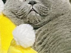 -创凡宠物医院·骨专科  猫科中心(西乡分院)