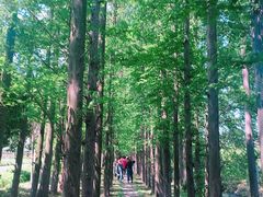 -上海长兴岛郊野公园