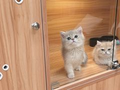-猫十亿·布偶金渐层·曼基康矮脚猫舍(青年路店)