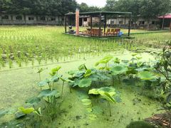-洪湖家庭农场·团建·露营·会议
