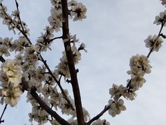 -无锡梅园公园