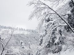 -四明山国家森林公园
