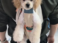 -FAELING PETS美天灵宠物(富力广场店)