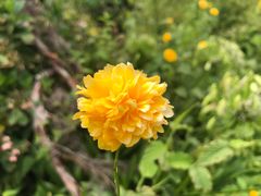 -墨尔本皇家植物园
