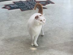 -纳吉亚猫专科动物医院·北北分院