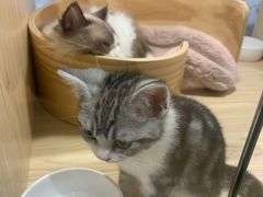 -屋虎猫馆(宝安大仟里店)