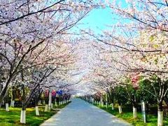-高东镇樱花园