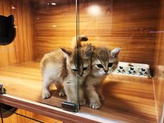 -猫十亿·布偶金渐层·曼基康矮脚猫舍(青年路店)