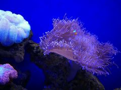 -石家庄极地海洋世界
