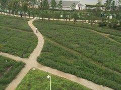 -杭州湾海上花田景区