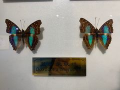 -上海昆虫博物馆