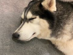 -more than meow吴止猫主题餐厅(承德 中船汇店)