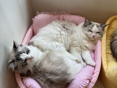 -Let's go狗咖·猫咖·奶狗·桌游(春熙路IFS店)
