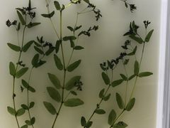 -广东中医药博物馆