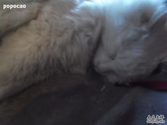 -Babycat私家御饼屋(龙头路一店)