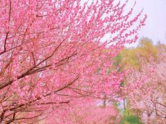 -花开海上生态园