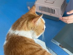 -天使宠物医院·犬猫分诊(彩虹店)