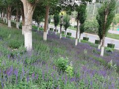 -长白岛森林公园