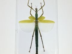-上海昆虫博物馆