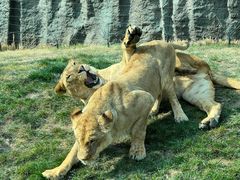 -北京野生动物园